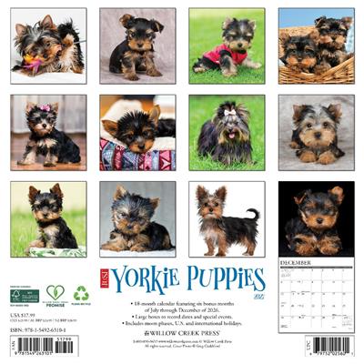 Yorkie Puppies 2027 12" x 12" Wall Calendar
