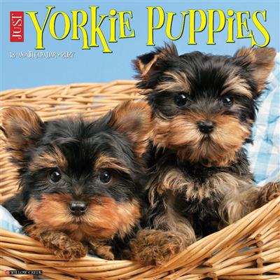 Yorkie Puppies 2027 12" x 12" Wall Calendar