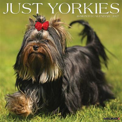 Yorkies 2027 12" x 12" Wall Calendar