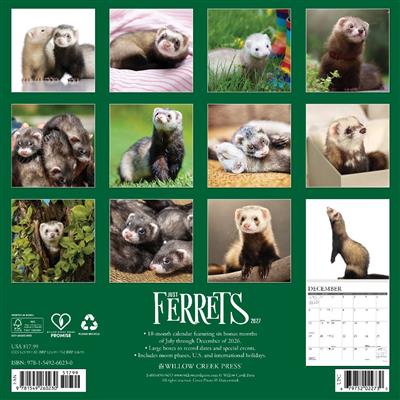 Ferrets 2027 12" x 12" Wall Calendar