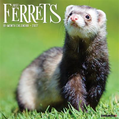 Ferrets 2027 12" x 12" Wall Calendar
