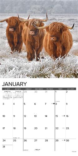 Highland Cows 2027 12" x 12" Wall Calendar