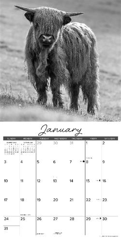 Highland Cows  B&W 12" x 12" Wall Calendar