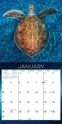 Sea Turtles 2027 12" x 12" Wall Calendar