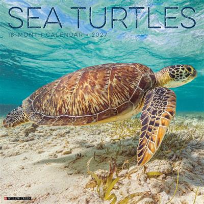 Sea Turtles 2027 12" x 12" Wall Calendar