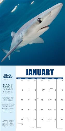Shark Year 2027 12" x 12" Wall Calendar