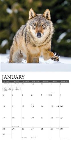 Spirit of the Wolf 2027 12" x 12" Wall Calendar