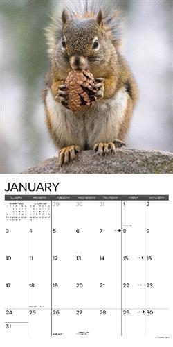 Squirrels 2027 12" x 12" Wall Calendar