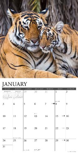 Tigers 2027 12" x 12" Wall Calendar