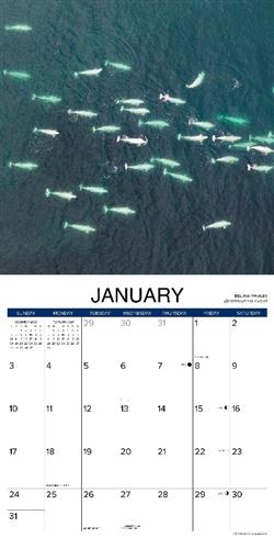 Whales 2027 12" x 12" Wall Calendar