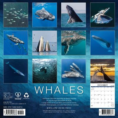 Whales 2027 12" x 12" Wall Calendar