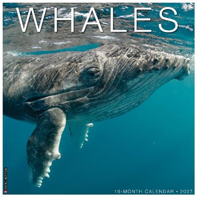 Whales 2027 12" x 12" Wall Calendar