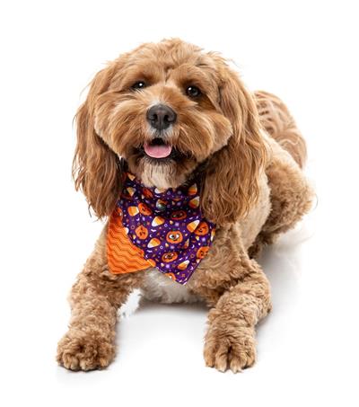 FuzzYard Halloween Bandana Goofie Gourds