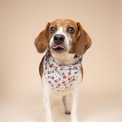 USA Dog Bandana