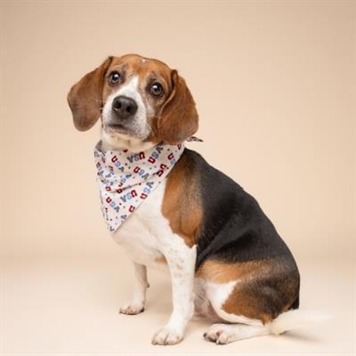 USA Dog Bandana