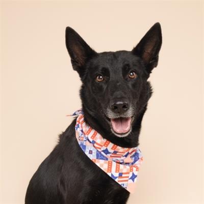 Jubilee Dog Bandana