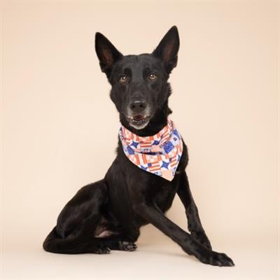Jubilee Dog Bandana
