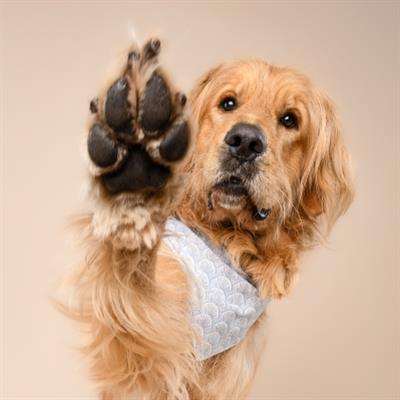 Coast Seashell Dog Bandana