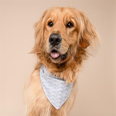 Coast Seashell Dog Bandana