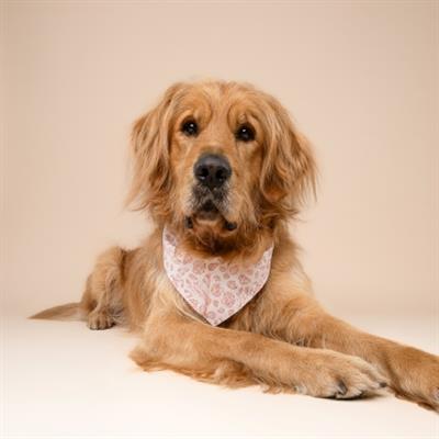 Tides Dog Bandana