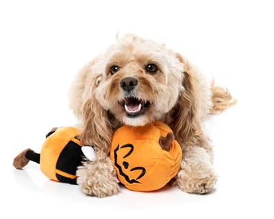 Halloween Michael Gourdan Plush Dog Toy