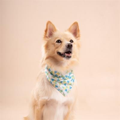 Limeade Cooling Dog Bandana
