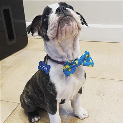 Lucky Ducky Bow Tie