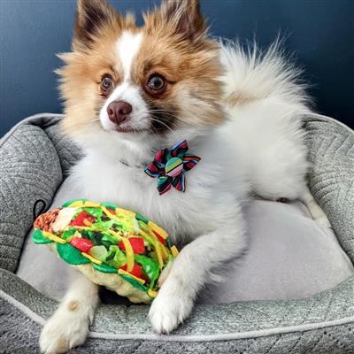 Taco Tuesday Dog Toy