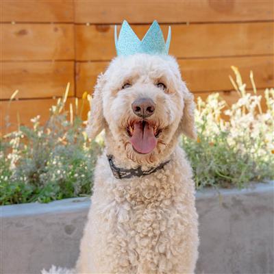 Party Crowns with SnugFit®