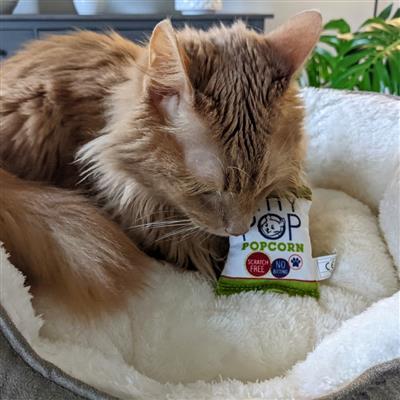 Kitty Pop Plush Cat Toy