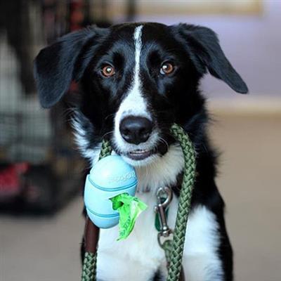 Beco Pocket Poop Bag Dispenser Eco Friendly Dog Waste Bag Holder