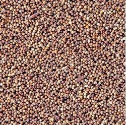 San Francisco Bay Brand Brine Shrimp Eggs Live Fish Food 1ea/6 g