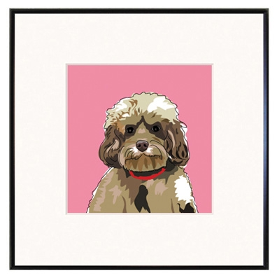 Framed Print: Cockapoo