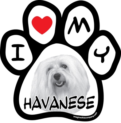 Paw Face Magnets - Havanese