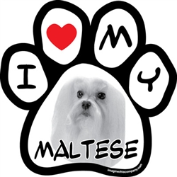 Paw Face Magnets - Maltese