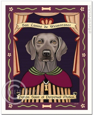 Weimaraner - Patron Saint of Perpetual Motion - Amber eyes