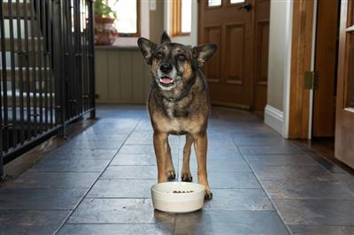 OptaGest®: 300 g. | Complete Digestive Supplement for Dogs & Cats