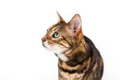 OptaGest®: 300 g. | Complete Digestive Supplement for Dogs & Cats