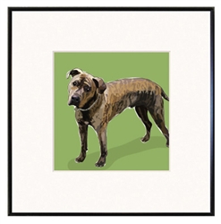 Framed Print: Pit Bull, Brindle