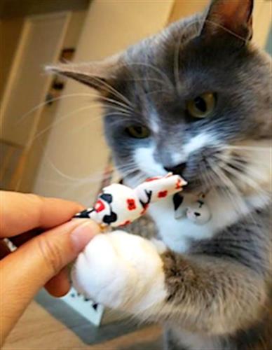 Eco-friendly Catnip Knot Toys