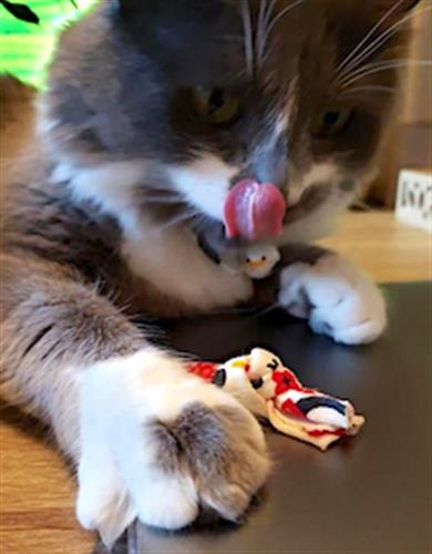 Eco-friendly Catnip Knot Toys