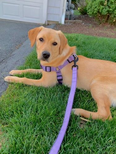 Grape Solid Nylon Webbing Dog Harness