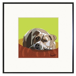 Framed Print: Pit Bull Terrier Head down