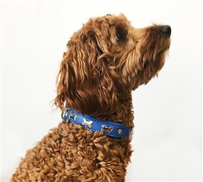 Rotterdam Bones Collar