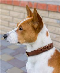 Braided Collar