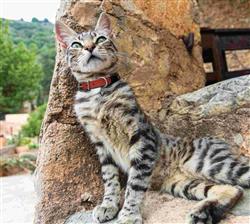 Alpine Cat Collars