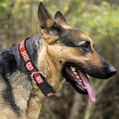 Nebraska Huskers Dog Collar