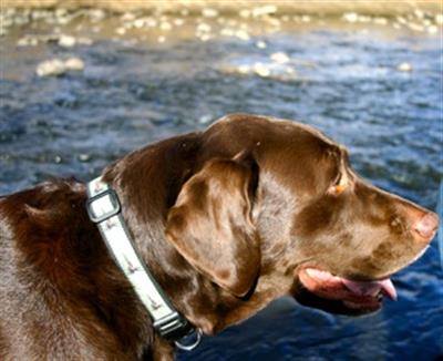 Hemp Collars, Leashes OLIVE FLY