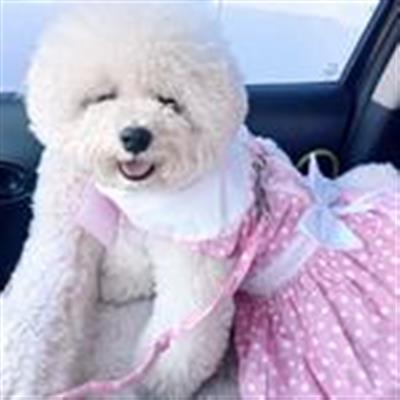 Pink Polka Dot and Lace Dog Dress Set with Leash