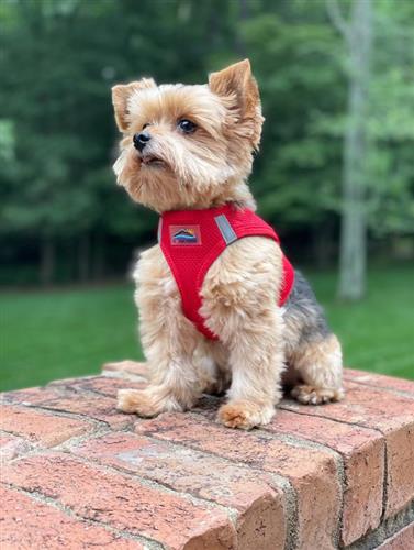 American River Choke Free Soft Mesh Dog Harness™ - Solid Colors